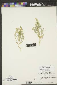 Stutzia dioica image