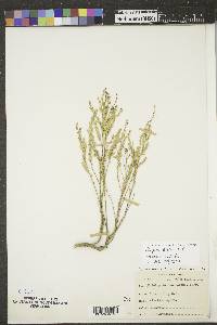 Stutzia dioica image