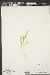 Stutzia dioica image