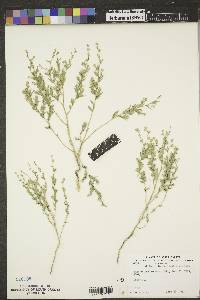 Stutzia dioica image