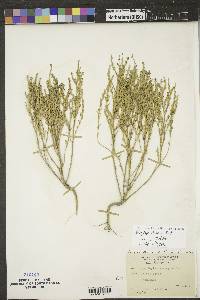 Stutzia dioica image