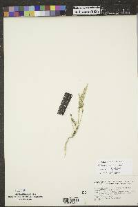 Stutzia dioica image