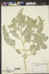 Atriplex argentea image