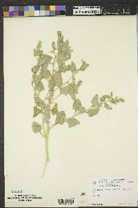 Atriplex argentea image