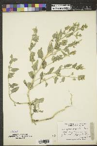 Atriplex argentea image