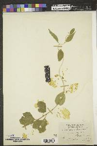 Celastrus scandens image