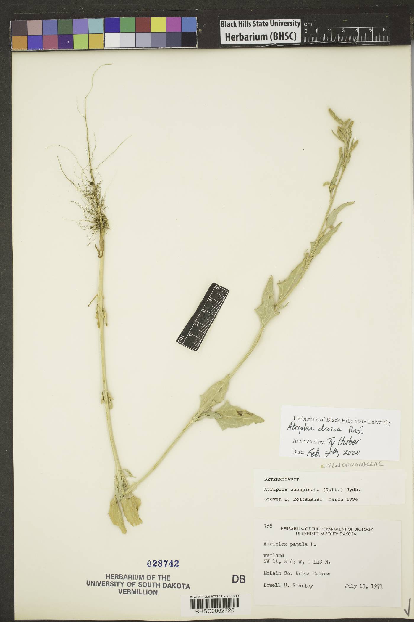 Atriplex dioica image