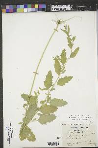 Chenopodium standleyanum image