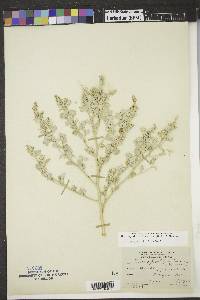 Chenopodium incanum image