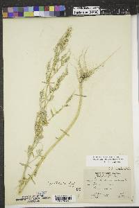 Chenopodium pratericola image