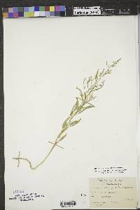 Chenopodium pratericola image