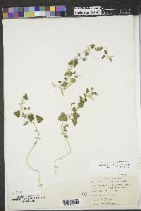 Chenopodium fremontii image