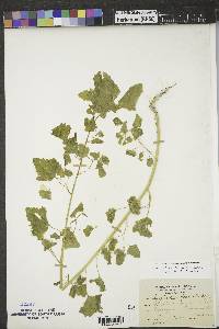 Chenopodium fremontii image