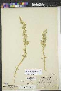 Chenopodium berlandieri image