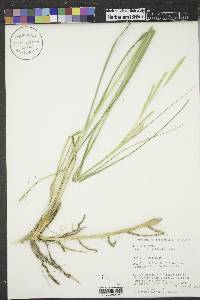 Spartina pectinata image