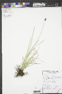 Carex hoodii image