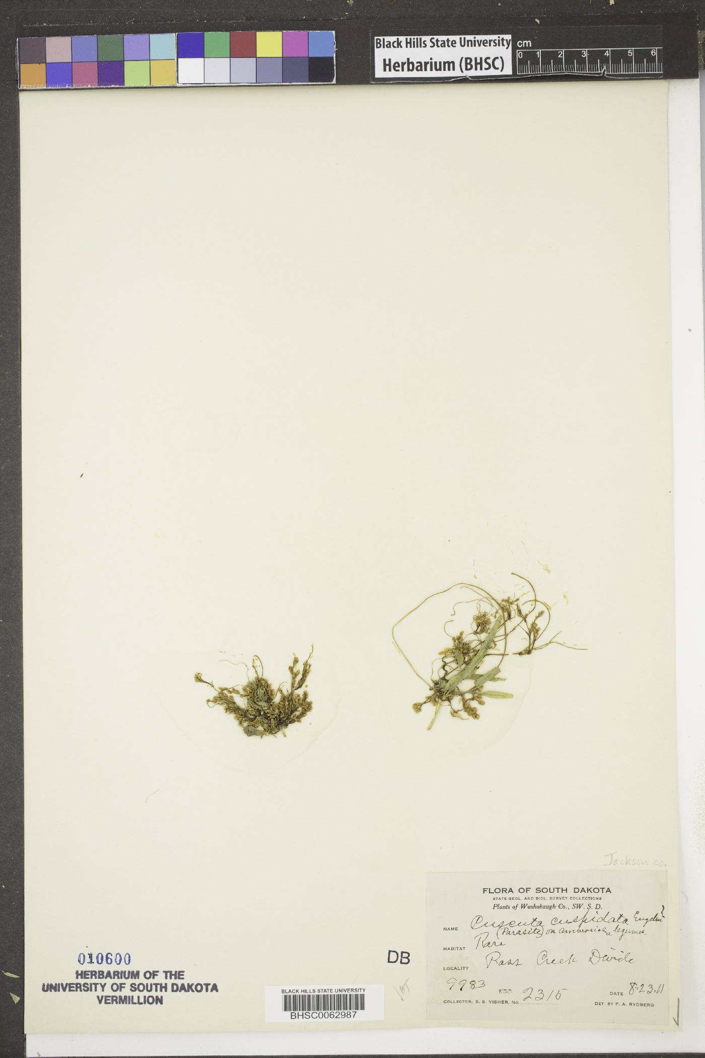 Cuscuta cuspidata image