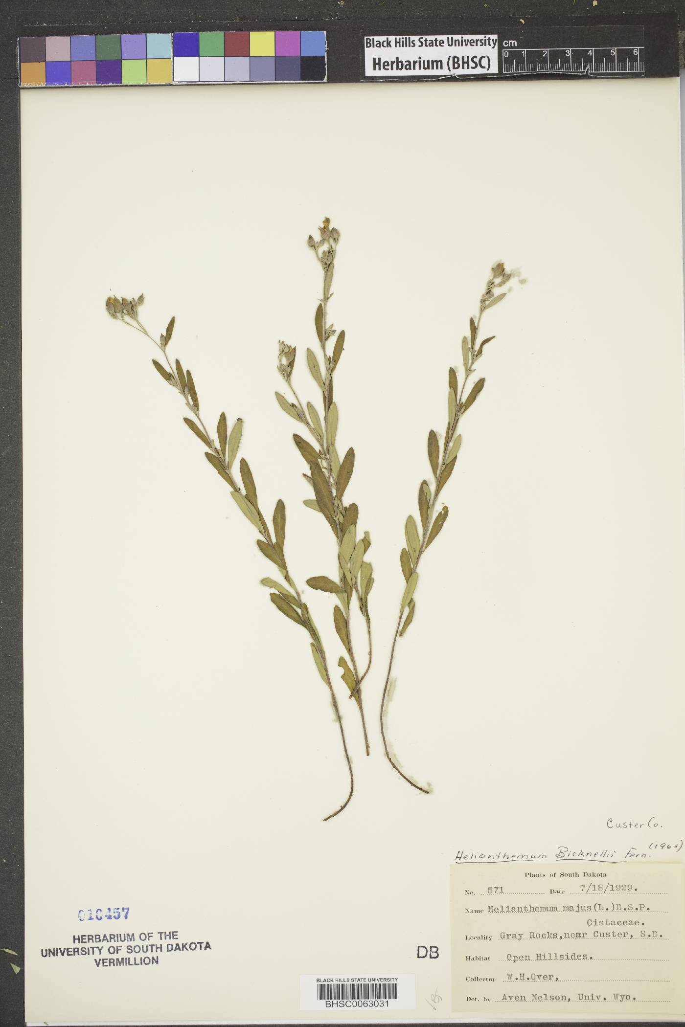 Helianthemum bicknellii image