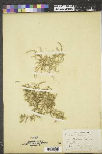 Salicornia maritima image