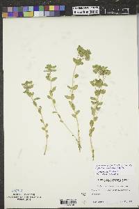 Euphorbia brachycera image