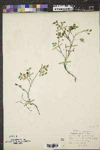 Vaccinium scoparium image