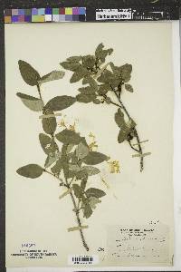 Shepherdia canadensis image