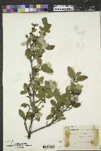 Shepherdia canadensis image