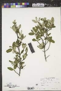 Shepherdia canadensis image