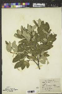 Shepherdia canadensis image