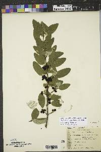 Shepherdia canadensis image