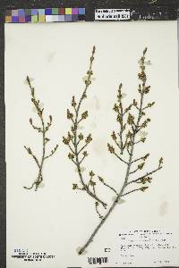 Shepherdia canadensis image