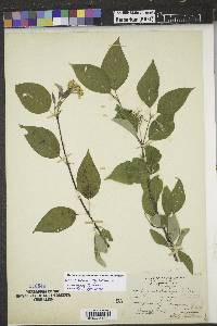 Cornus sericea subsp. sericea image