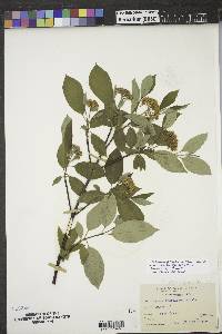 Cornus sericea subsp. sericea image