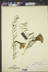 Ipomoea leptophylla image