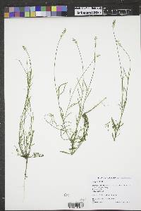 Polygala alba image