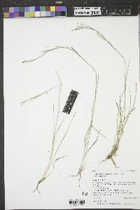 Schizachyrium scoparium var. scoparium image