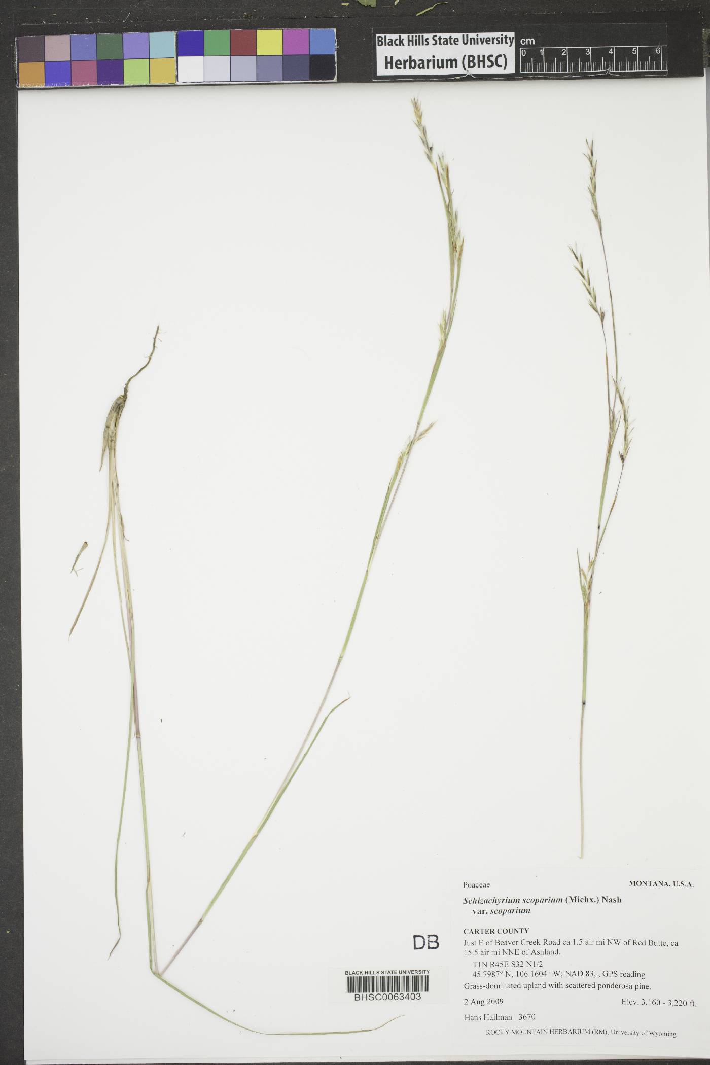 Schizachyrium scoparium var. scoparium image