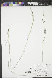 Schizachyrium scoparium var. scoparium image