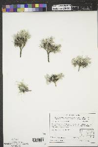 Astragalus barrii image