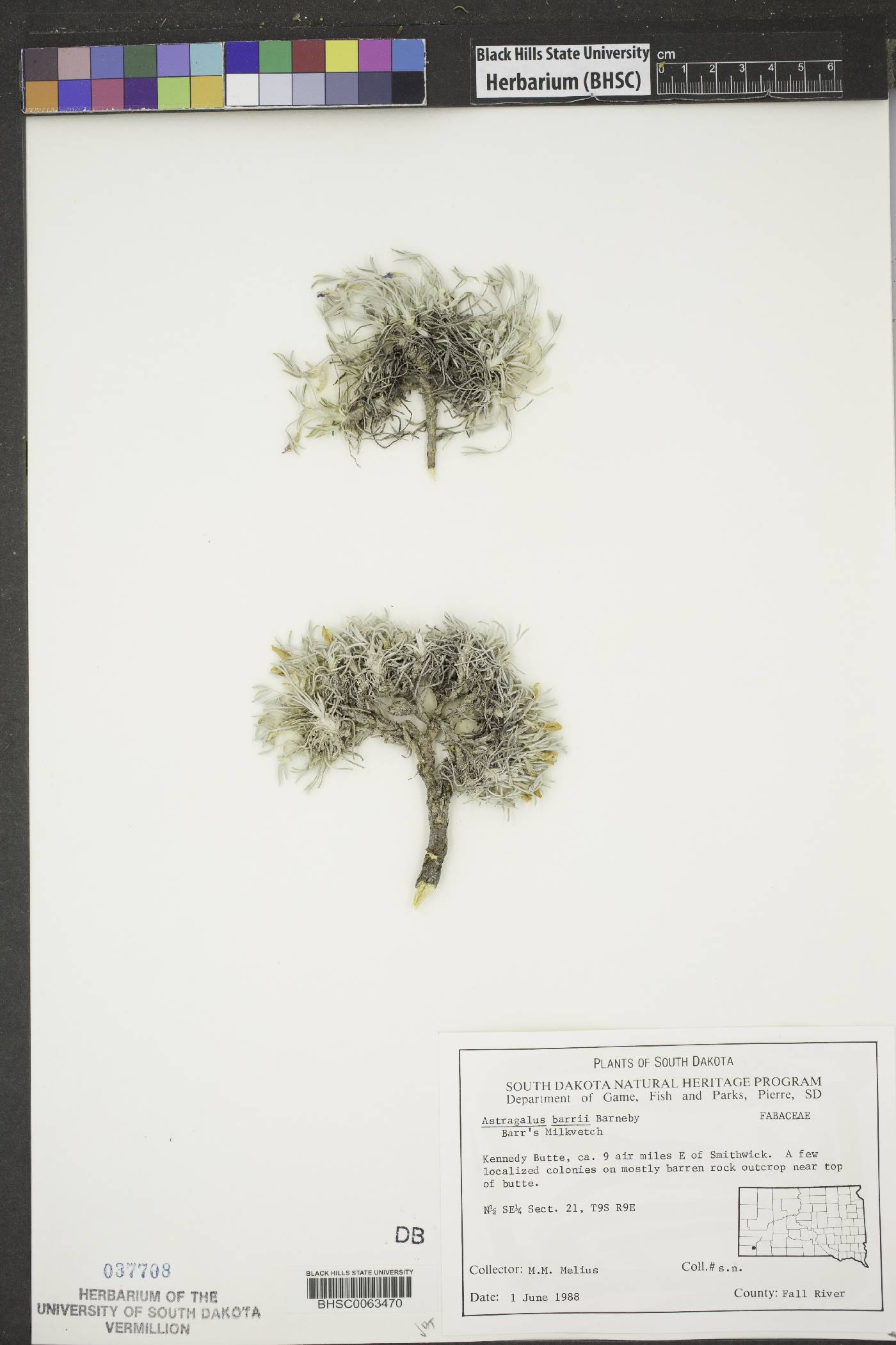 Astragalus barrii image