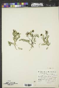 Astragalus alpinus image