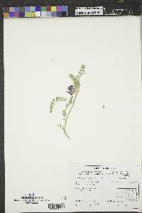 Astragalus agrestis image