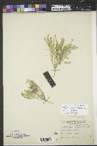 Astragalus agrestis image