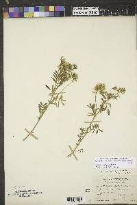 Astragalus australis image