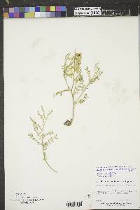 Astragalus australis image