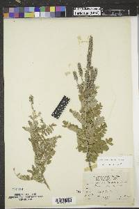 Amorpha canescens image