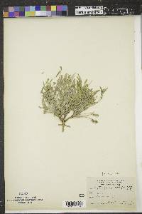 Astragalus lotiflorus image