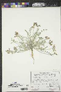 Astragalus missouriensis image