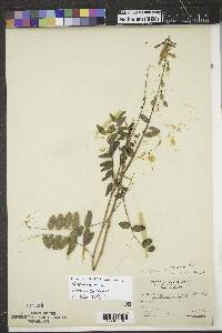Hedysarum alpinum image