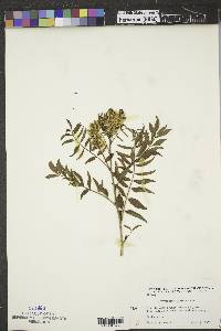 Glycyrrhiza lepidota image